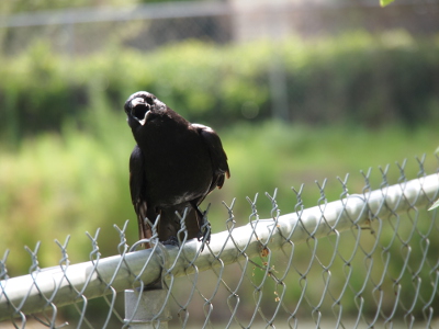 [A close view looking right at a crow sitting on the top rail of a chain link fence. The crow has its mouth wide open, its body turned toward and looking at the camera.]